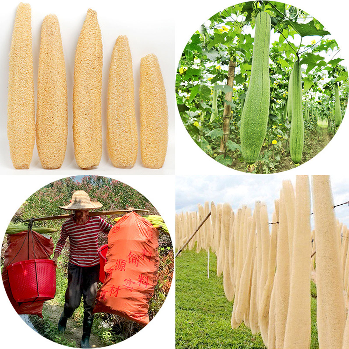 Éponge en loofah naturelle, ou - Body Loofah Natural avis et prix